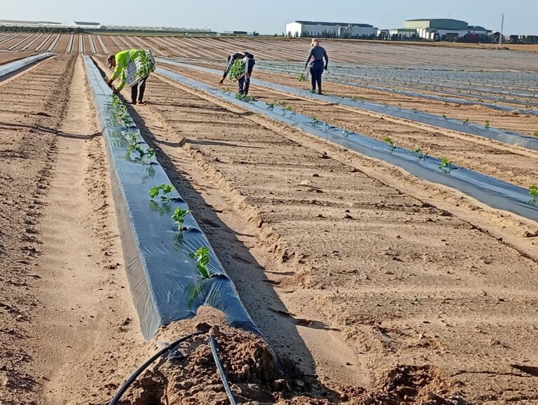 Solís Produce arranca con la plantación de sandía