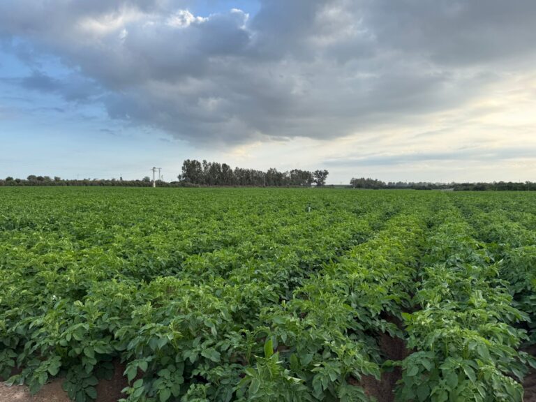 La campaña de patata nueva en Andalucía recupera su vigor
